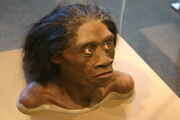 Homofloresiensisbust.jpg