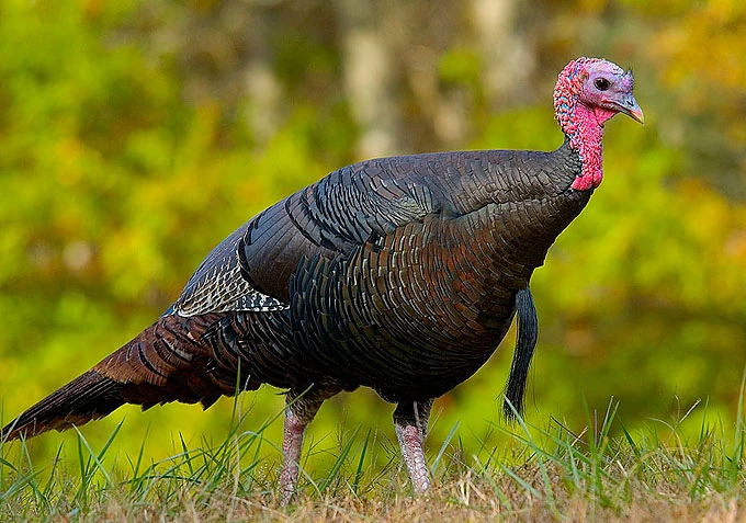 Turkey (bird) | Turtledove | Fandom