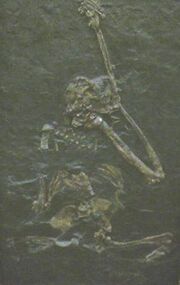 Oreopithecus