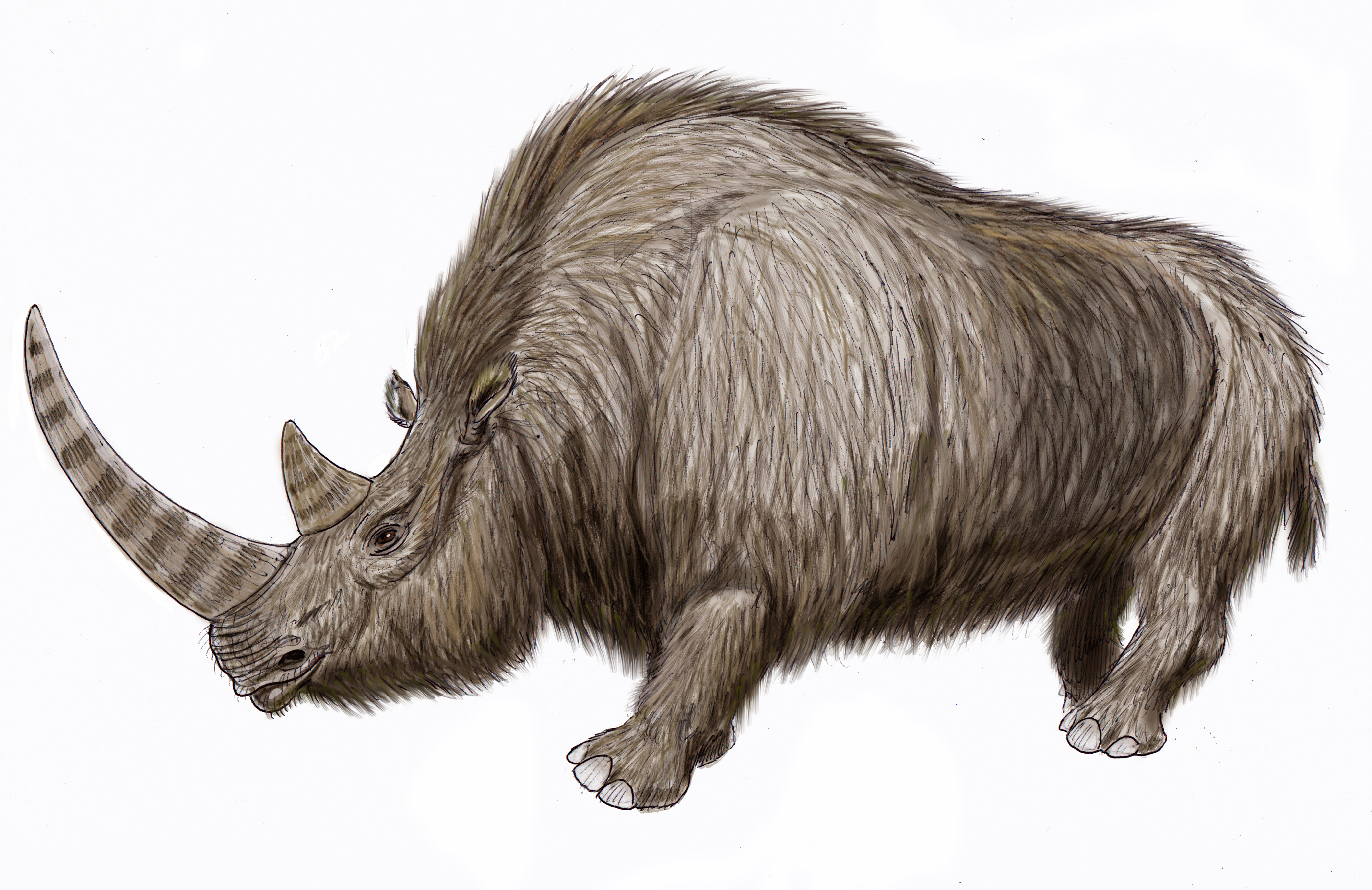 Woolly rhinoceros | Turtledove | Fandom Woolly rhinoceros | Turtledove | Fandom