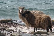 Orkneysheep.jpg
