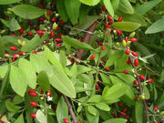 Erythroxylum novogranatense