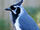 Black-throated magpie-jay