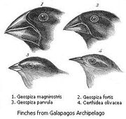 Darwin's finches-1-