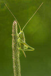 Katydid