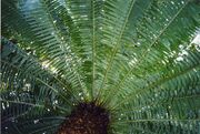 Cycad