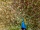 Peafowl