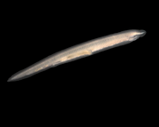 Amphioxus.png