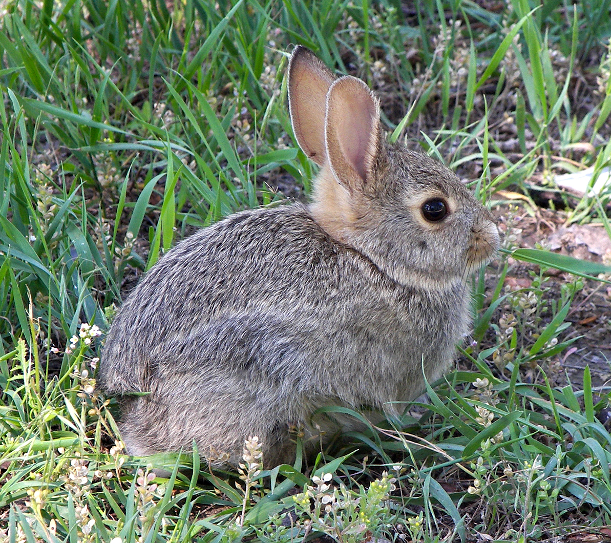 Rabbit | Turtledove | Fandom Rabbit | Turtledove | Fandom