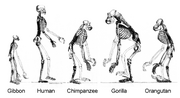 Ape skeletons-1-