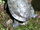 Red-eared slider