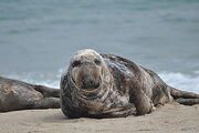 Grayseal.jpg