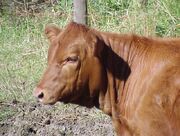 Redheifer