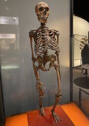 Neanderthalskeleton