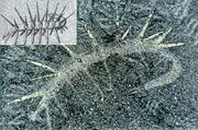 Hallucigenia.jpg
