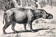 Subhyracodon tridactylus-1-
