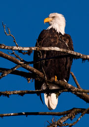 Baldeagle