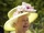 Elizabeth II of the United Kingdom