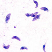 Toxoplasma gondii tachy-1-