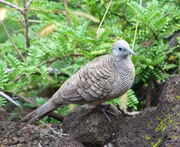 Zebra dove