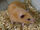 Hamster