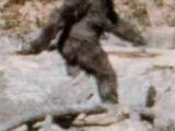 Sasquatch