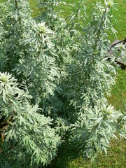 Artemisia absinthium P1210748-1-