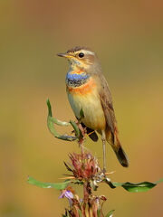 Bluethroat