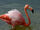 American flamingo