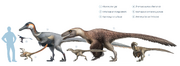 Dromaeosaurs