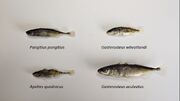 Four species of stickleback (Gasterosteidae)-1-