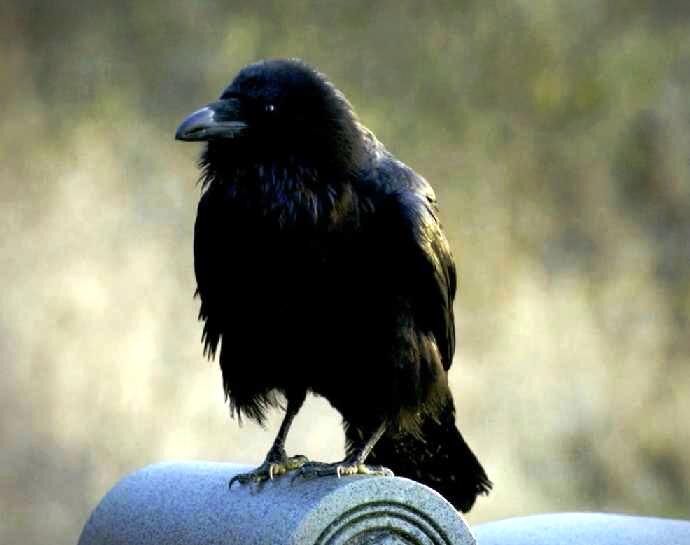 Corvidae - Wikipedia