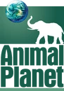 Animal Planet (2000-2006).png (1.17 MB) Second logo (2000 to 2006)