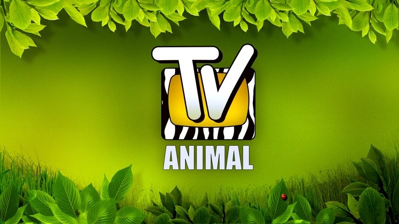 TV Animal 