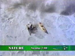 A promo for Nature (5/2005)