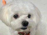 Ari