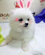 † Bbosong