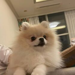 twice wiki fandom