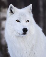 White Wolf1