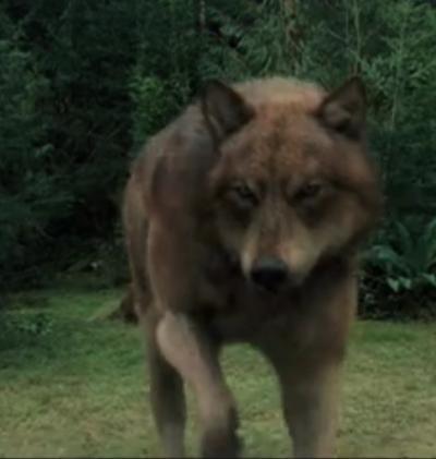 jacob black wolf new moon