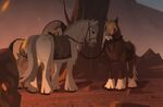 Horses