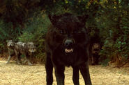 New-moon-wolf-pack-3