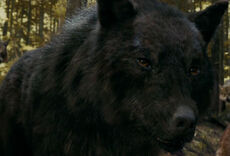 Sam loup 2