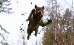 New-moon-wolf-jumping