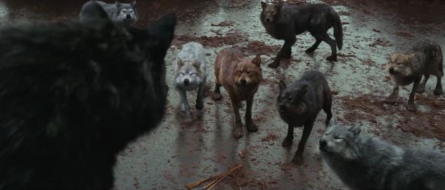 twilight werewolves pack as wolves