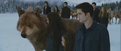 Bella, Edward, Renesmee and Jacob during the confrontation.