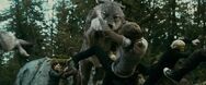 Wolf-attacking-newborn