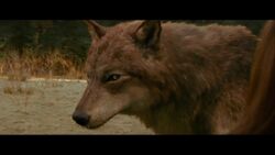 jacob black wolf new moon