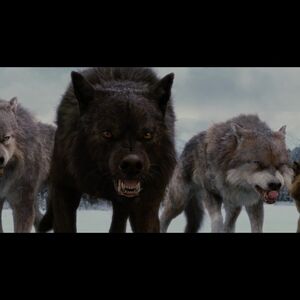 Gallery Uley Pack Twilight Saga Wiki Fandom Posters new moon wolves twilight wolves wallpaper 6552898 1440x900. gallery uley pack twilight saga wiki