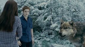 Seth, Edward, and Bella